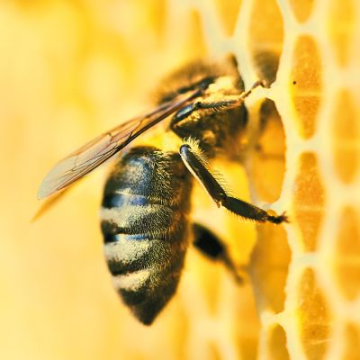 MPG&E erschafft nachhaltige Bienenwiesen